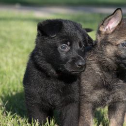 German Shepherd Puppies from Kruegerhaus German Shepherds