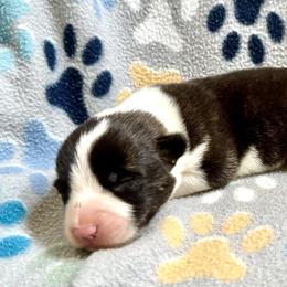 American Corgi Puppies from 5H Corgis