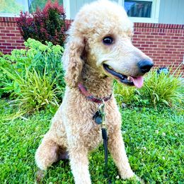 Chester - Poodle