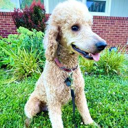 Chester - Poodle