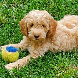 Peter - Labradoodle puppy in Statesville, North Carolina from Labradoodles of the Foothills