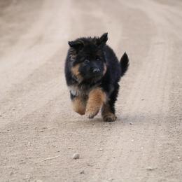 German Shepherd Puppies from Lost Creek German Shepherds LLC