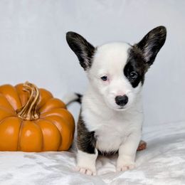 Loretta aka Margot - Brindle and white female American Corgi puppy in Clarksville, Tennessee from Cold Creek Family Farm LLC