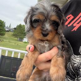 Violet and Zinnia - Merle female Cavapoo puppy in Battle Lake, Minnesota from Panda Puppies