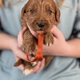 Goldendoodle Puppies from Muddydoodles