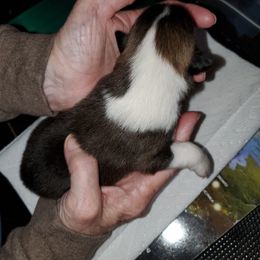 Icelandic Sheepdog Puppies from Hrafnkel Icelandics