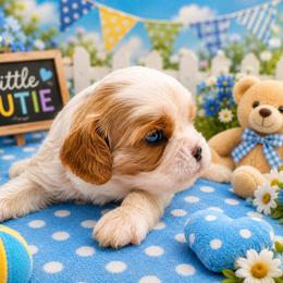 Toffee - Blenheim male Cavalier King Charles Spaniel puppy in Dallas, Texas from Holliday Cavalier King Charles Spaniels