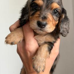 Bruce - Dapple male Dachshund puppy in Nashport, Ohio from Kw's Doxies