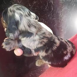 Ivan - Dapple male Dachshund puppy in Bigfork, Minnesota from Long Ears and Long Dogs Ranch
