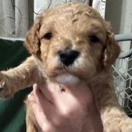 Patriot (orange collar) - Brown male Cavapoo puppy in Modesto, California from Molly n Friends
