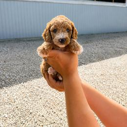 Aussiedoodle, Cavapoo, Goldendoodle, and Newfypoo Puppies from Haaspawz