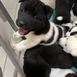 Akita Puppies from Gloe Akita's