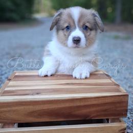 Clifford - Sable and white male American Corgi puppy in Cameron, North Carolina from Butts Family Corgis