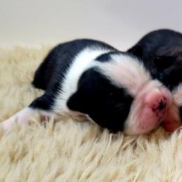 Boston Terrier Puppies from Diamonds In The Ruff Boston Terriers