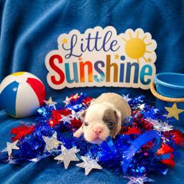 Blue Half White Face Boy - Blue male Boston Terrier puppy in San Antonio, Texas from JT Bostons