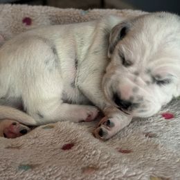 Scissors - White and black male Dalmatian puppy in Carlsbad, New Mexico from ECMO Farm Dalmatians & Labrador Retrievers