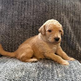 Carter - Apricot male Goldendoodle puppy in Fayetteville, Arkansas from Mountain Grove Doodles