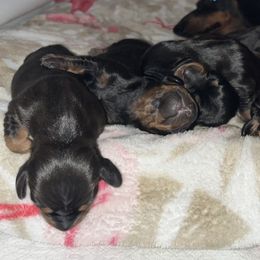 Dachshund Puppies from Hot Dog Haven