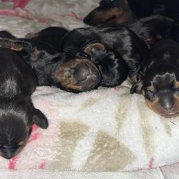 Dachshund Puppies from Hot Dog Haven
