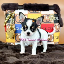 Spider - Black and white male Chihuahua puppy in Anderson, South Carolina from Lil Treasures Chihuahuas