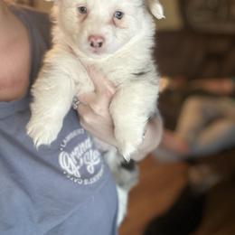 Light Blue Collar - Blue merle and white male American Corgi puppy in Crossville, Tennessee from MKC Farms