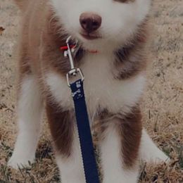 Pomskies from DoubleBee Pomsky Pups