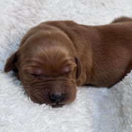 Jack - Dark golden Golden Retriever puppy in Angier, North Carolina from Howard's Retrievers
