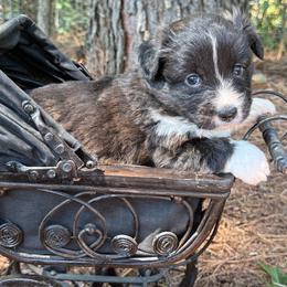 Black collar - Brindle and white male American Corgi puppy in Nashville, Arkansas from Whisenhunt Farms