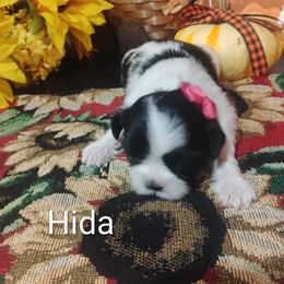 Hida - Black and white female Shih Tzu puppy in Ruffs Dale, Pennsylvania from RAM Shih Tzus Rolling Hills of PA