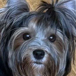 IRELAND - Biewer Terrier