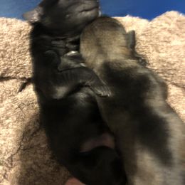 Miniature Schnauzer and Poodle Puppies from Bits & Bytes Farm