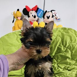 Yorkshire Terrier Puppies from rita piko