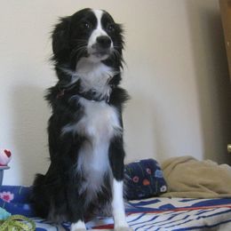 Summer - Miniature Australian Shepherd