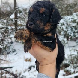 Gingerbread - Phantom female Goldendoodle puppy in Pennsylvania from Pennsylvanian Puppies