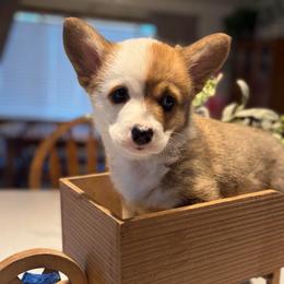 Eleven - White and red male Pembroke Welsh Corgi puppy in Olathe, Colorado from Rocking LJ Breeding