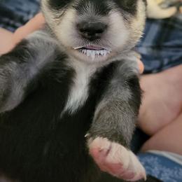 Light Blue - Black and white male Siberian Husky puppy in Swansea, Illinois from Husky B's