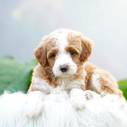 Murphy - Red male Bernedoodle puppy in Spokane, Washington from Lilac City Doodles