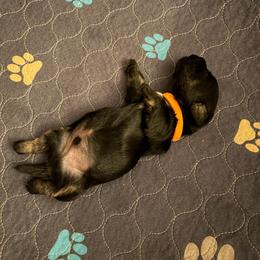 Boy 3 - Gray male Cesky Terrier puppy in New Glarus, Wisconsin from Johnwicki Ceskys