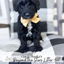 Sol - Black male Goldendoodle puppy in Anderson, South Carolina from Brinkerhoff Doodle Farm