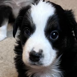 Girl 2 - Black Miniature Australian Shepherd puppy in Corydon, Indiana from Arbuckle’s Lookin Good Aussies (LGA)