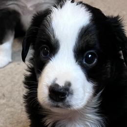 Girl 2 - Black Miniature Australian Shepherd puppy in Corydon, Indiana from Arbuckle’s Lookin Good Aussies (LGA)