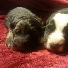 German Shepherd Puppies from Rain's Legacy German Shepherds