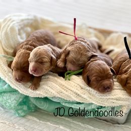 Goldendoodle puppies from JD Goldendoodles
