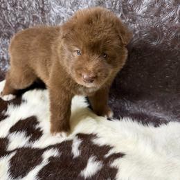 Copperhead - Red and white male Siberian Husky puppy in Folsom, Louisiana from Geaux Fluffy