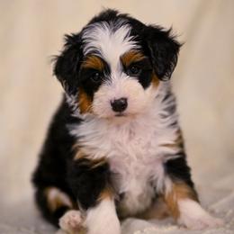 Dandelion - Tri-color female Bernedoodle puppy in Dundee, Ohio from Down Home Doodle