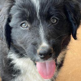 Boy 1 - Australian Shepherd puppy in Alabama from Bone’s Aussies
