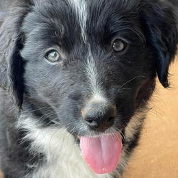 Boy 1 - Australian Shepherd puppy in Alabama from Bone’s Aussies