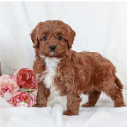 Hannah - Red female Cavapoo puppy in Mint Hill, North Carolina from DoodleForever