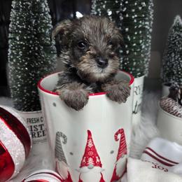 Mohawk - Salt and pepper male Miniature Schnauzer puppy in Titusville, Florida from Alysha's Grandbabies
