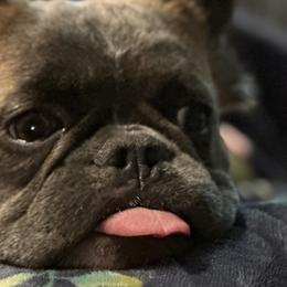 French Bulldogs from Kip's Frenchies
